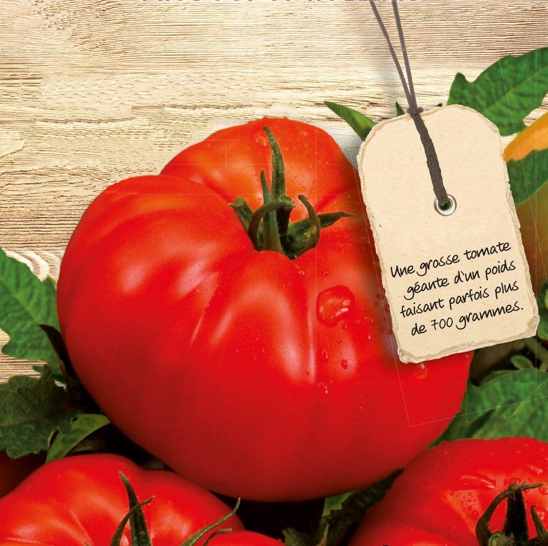 Tomate Supersteak F1 - Graines de fruits et légumes - Lycopersicon lycopersicum