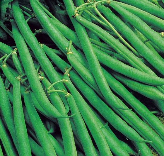 Haricot nain Green Arrow - Graines de fruits et légumes - Phaseolus vulgaris