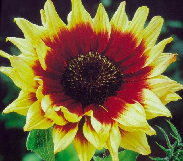 Soleil - Tournesol à fleur simple Magic Roundabout mix F1 - Graines de fleurs - Helianthus annuus