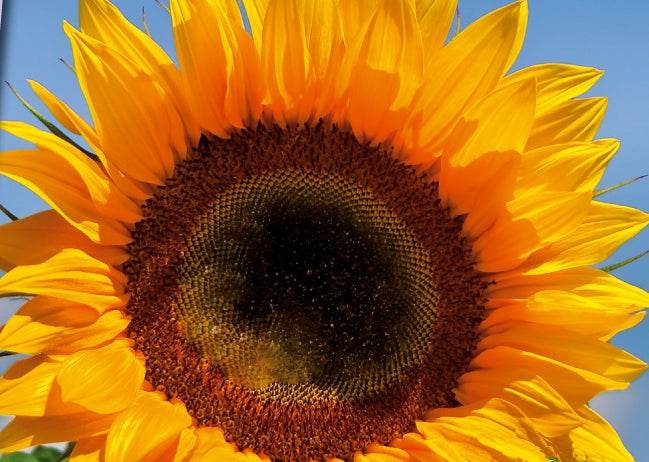 Soleil - Tournesol à fleur simple Tall Sunrich Orange F1 - Graines de fleurs - Helianthus annuus Tall Sunrich Orange F1