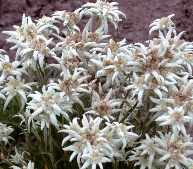 3 Édelweiss - jardins - Leontopodium alpinum