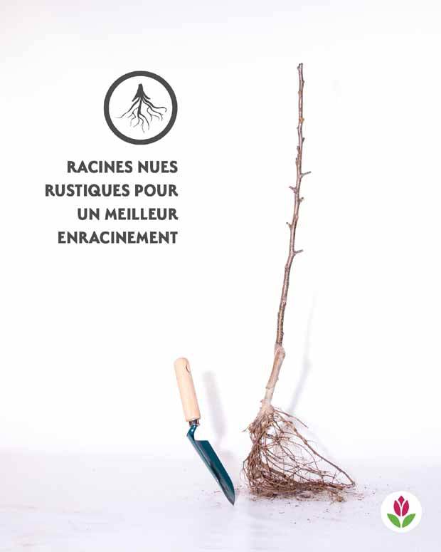 Coing Le Bourgeaut (scion) - Plantes - Cydonia oblonga le Bourgeaut