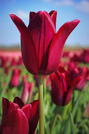 Tulipe Merlot - jardins - Tulipa Merlot