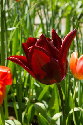 Tulipe Merlot - Bulbes à fleurs - Tulipa Merlot