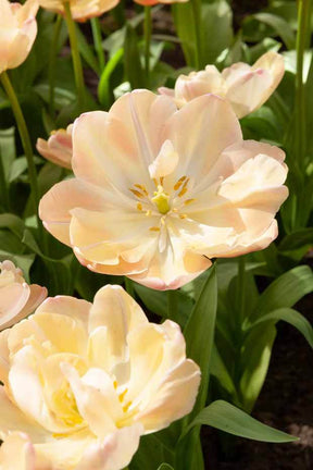 Tulipe Crème Upstar - Bulbes à fleurs - Tulipa Crème Upstar