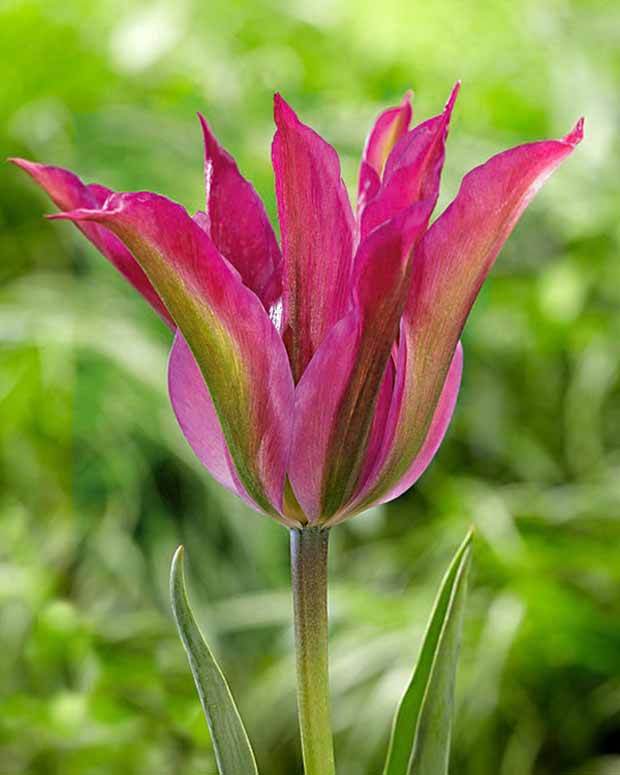 Tulipe Purple Dance - Bulbes à fleurs - Tulipa Purple Dance