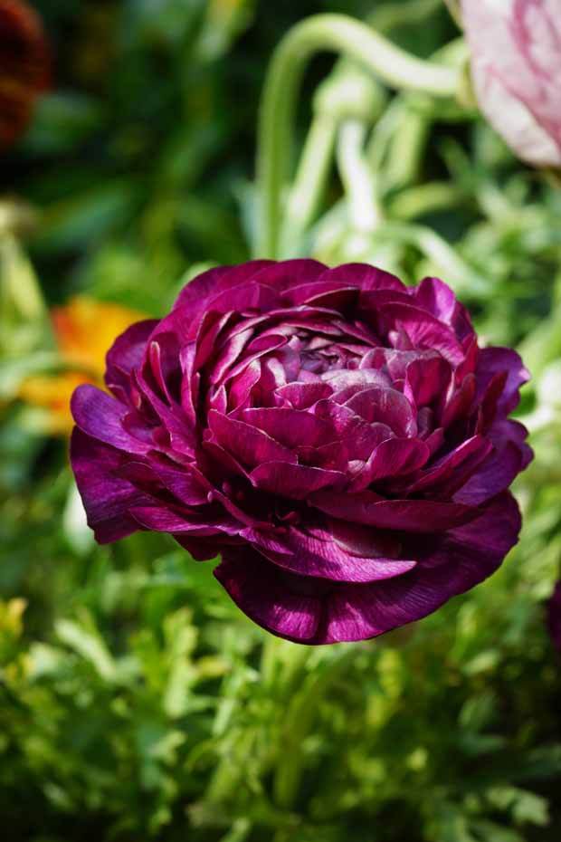 Renoncule Purple Sensation - jardins - Ranunculus Purple Sensation