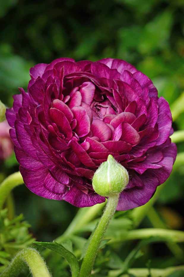 Renoncule Purple Sensation - Bulbes à fleurs - Ranunculus Purple Sensation