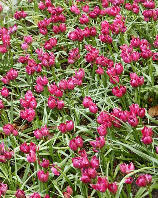Tulipe Little Beauty - jardins - Tulipa Little Beauty