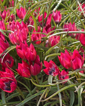 Tulipe Little Beauty - Bulbes à fleurs - Tulipa Little Beauty