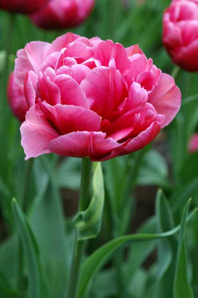 Tulipe Margarita - Bulbes à fleurs - Tulipa Margarita