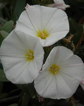 Liseron de Turquie Liseron arbustif Liseron argenté - Plantes - Convolvulus cneorum