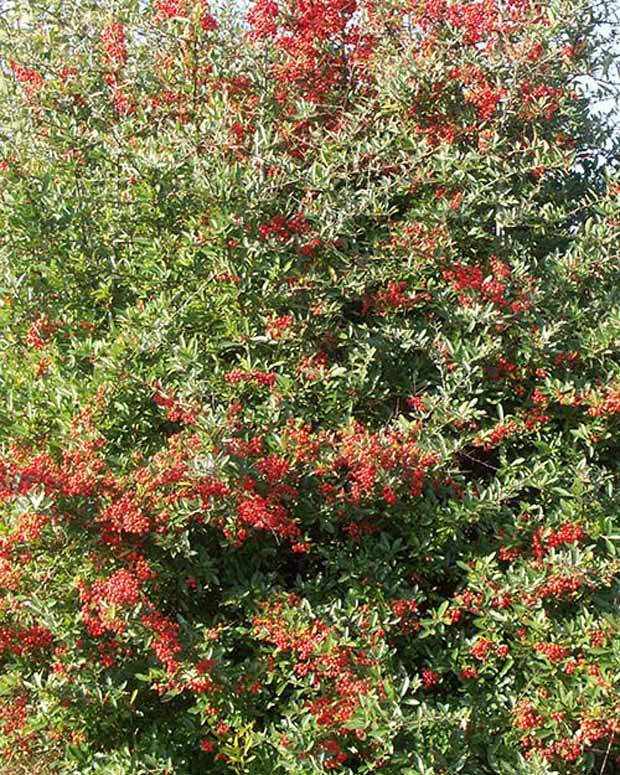 Buisson ardent Dart s Red® Interrada - Pyracantha - Arbustes - Pyracantha coccinea Dart s Red ® Interrada 
