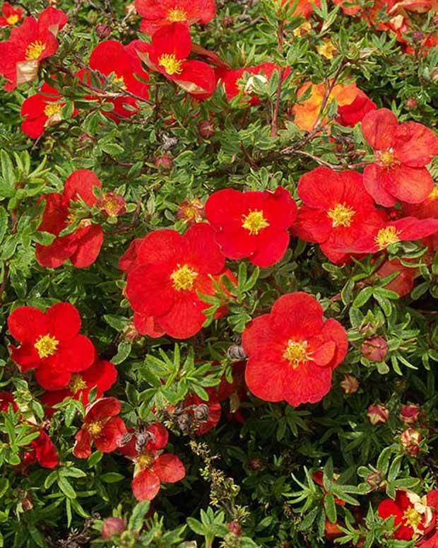 Potentille arbustive Marian Red Robin® Marrob - Arbustes - POTENTILLA FRUTICOSA MARIAN RED ROBIN ® MARROB