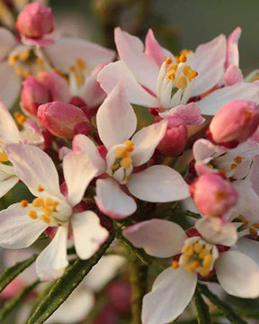 Oranger du Mexique Apple Blossom - jardins - Choisya ternata Apple Blossom