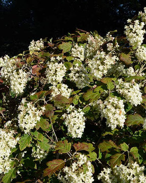 Hortensia à feuilles de chêne Snowflake - Hortensias - Hydrangea Quercifolia snowflake
