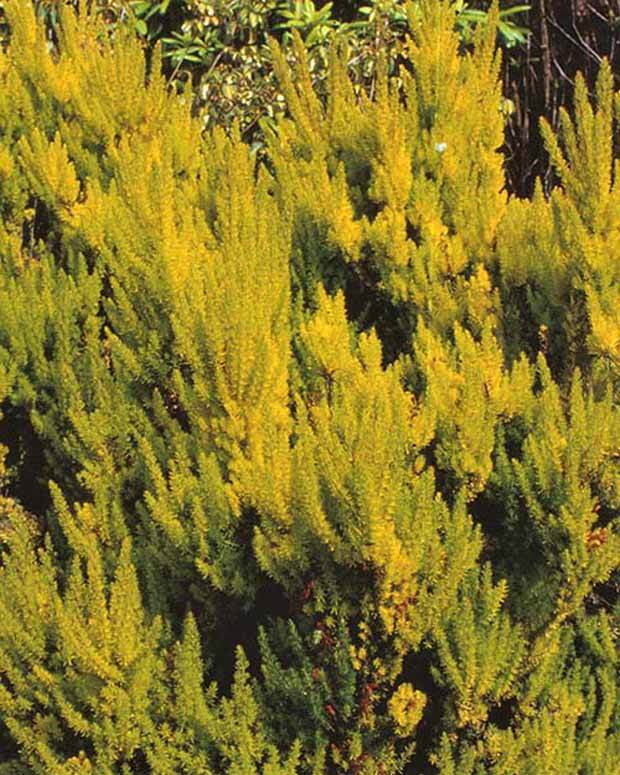 Bruyère arborescente Estrella Gold - Plantes - ERICA ARBOREA ESTRELLA GOLD