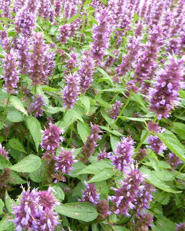 Agastache Beelicious Purple - Fleurs vivaces - Agastache Agapd BEELICIOUS® PURPLE