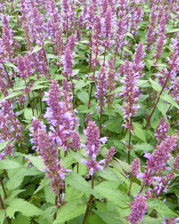Agastache Purple Haze - Fleurs vivaces - Agastache Purple Haze