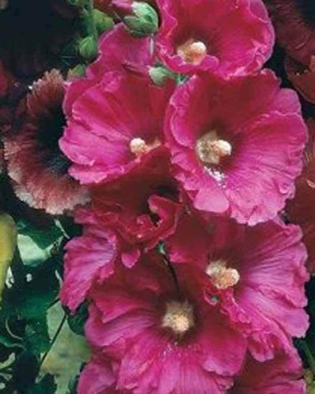 Rose Trémière Simplex en mélange - Fleurs vivaces - ALCEA ROSEA SIMPLEX