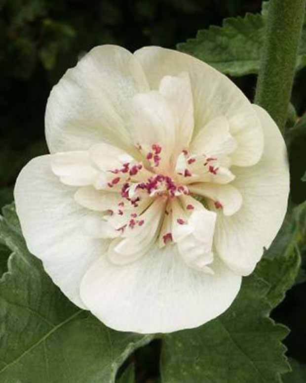 Rose trémière vivace Parkallee - Fleurs vivaces - ALCALTHAEA SUFFRUTESCENS PARKALLEE