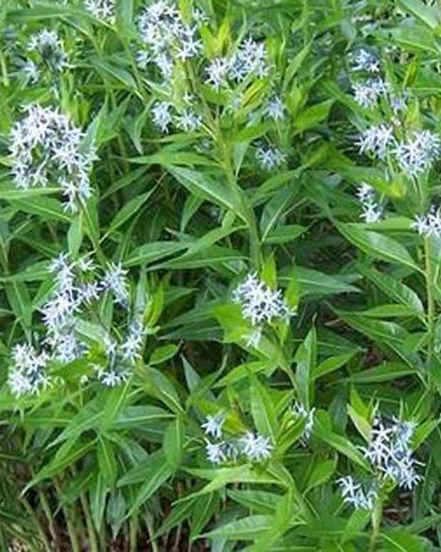 Etoile bleue à feuillage remarquable - Fleurs vivaces - Amsonia illustris