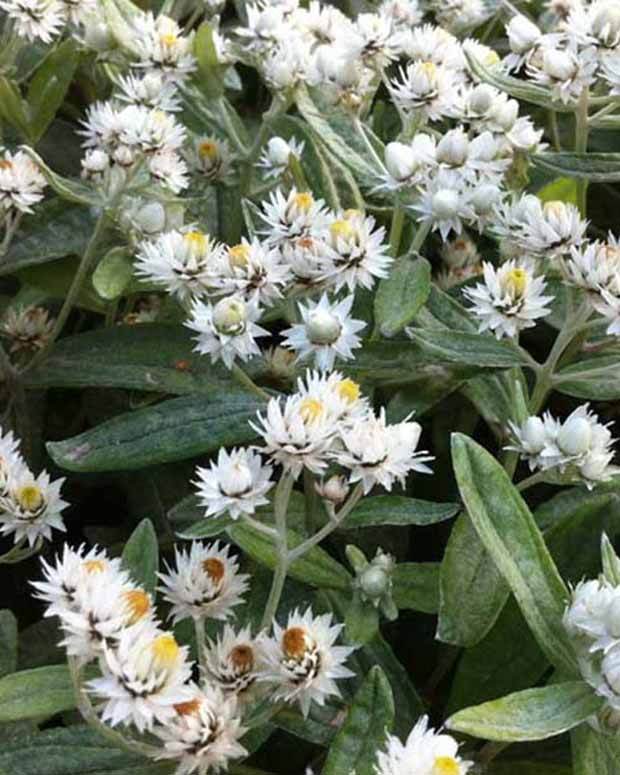 Immortelle de l Himalaya - Fleurs vivaces - Anaphalis triplinervis