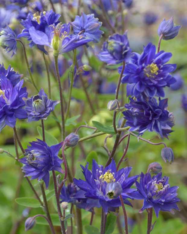 Ancolie commune Clémentine bleue - Fleurs vivaces - Aquilegia vulgaris Clementine Blue