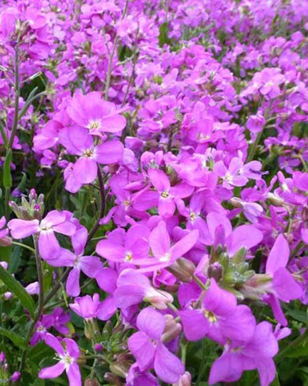 Arabette de Californie Fruhlingszauber - Fleurs vivaces - Arabis blepharophylla Fruhlingszauber