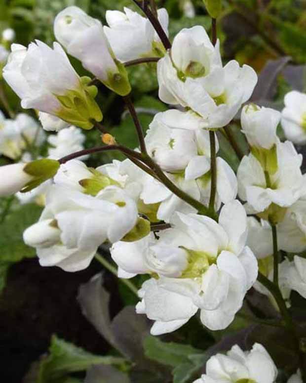 Arabette du Caucase Plena - Fleurs vivaces - ARABIS CAUCASICA PLENA