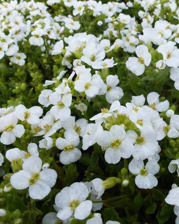 Arabette du Caucase Schneehaube - Fleurs vivaces - Arabis caucasica Schneehaube