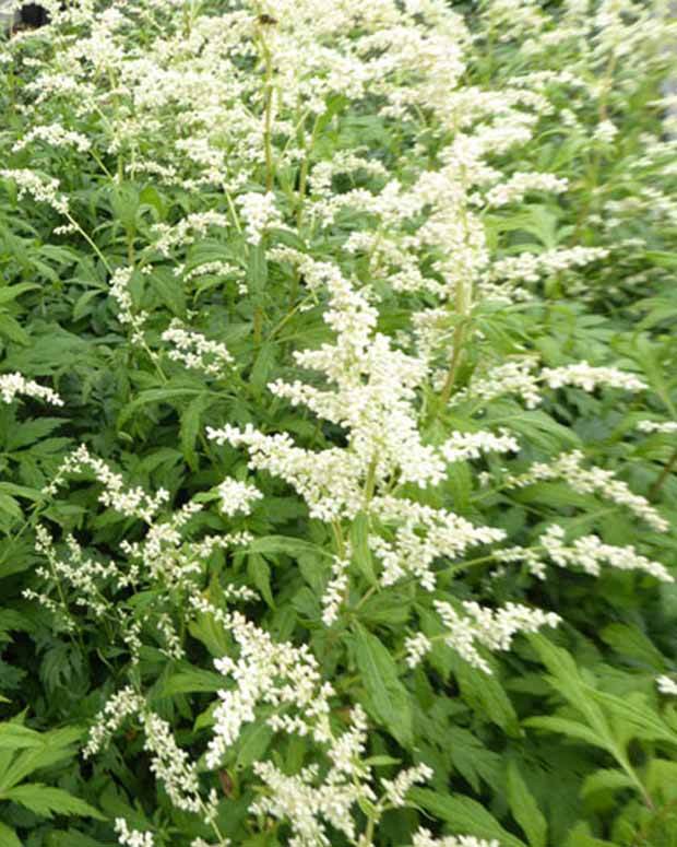 Armoise laiteuse Elfenbein - jardins - Artemisia lactiflora Elfenbein