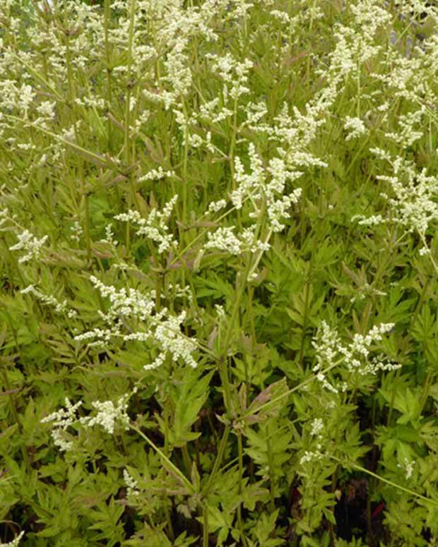 Armoise laiteuse Jim Russell - jardins - Artemisia lactiflora Jim Russell