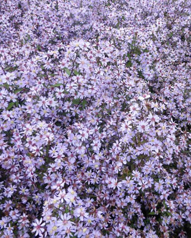 3 Asters à feuilles en coeur Blütenregen - Fleurs vivaces - Aster cordifolius Blütenregen