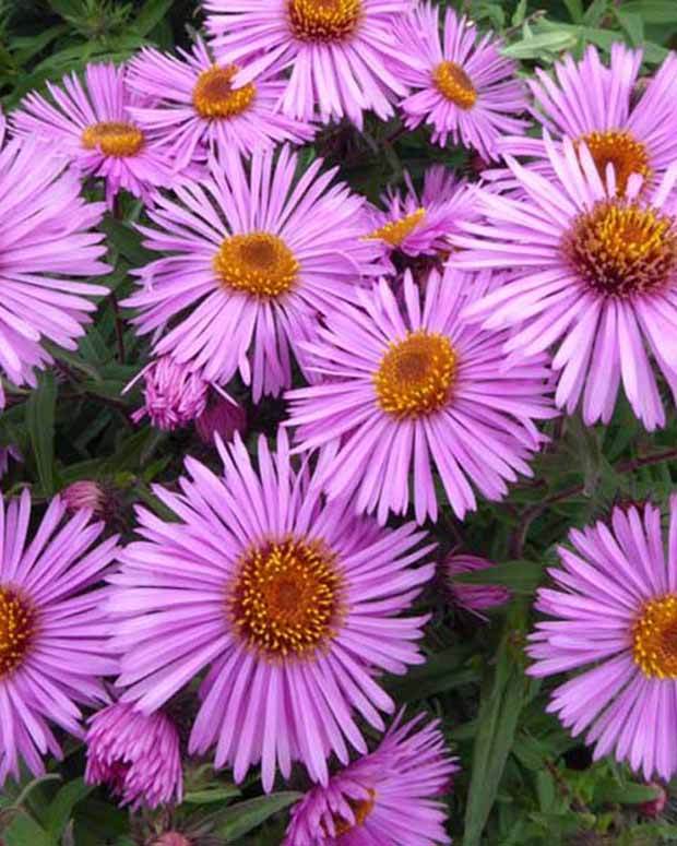 Aster de Nouvelle-Angleterre Barrs pink - Fleurs vivaces - ASTER NOVAE-ANGLIAE BARRS PINK
