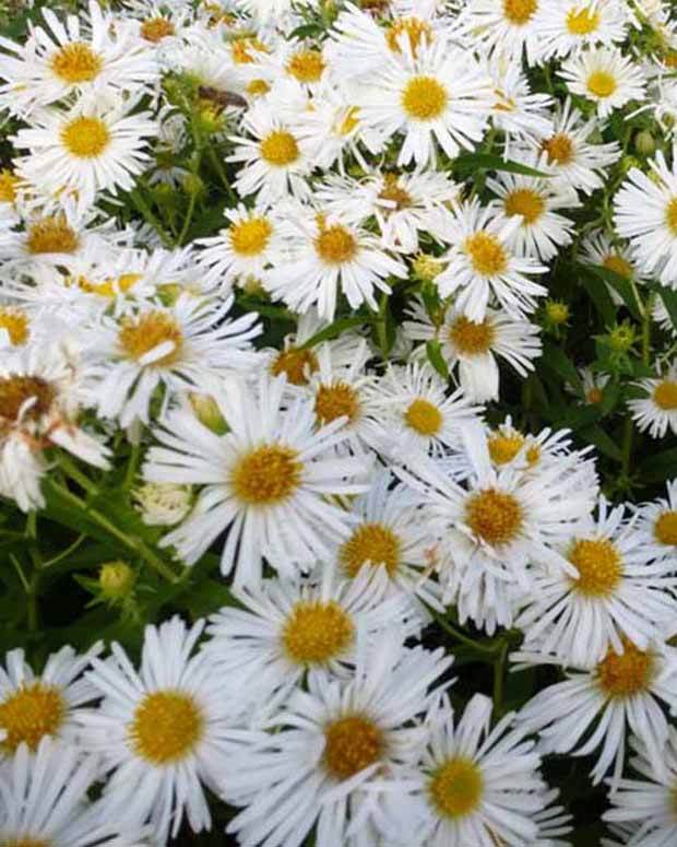 Aster de Nouvelle-Angleterre Herbstschnee - Fleurs vivaces - ASTER NOVAE-ANGLIAE HERBSTSCHNEE