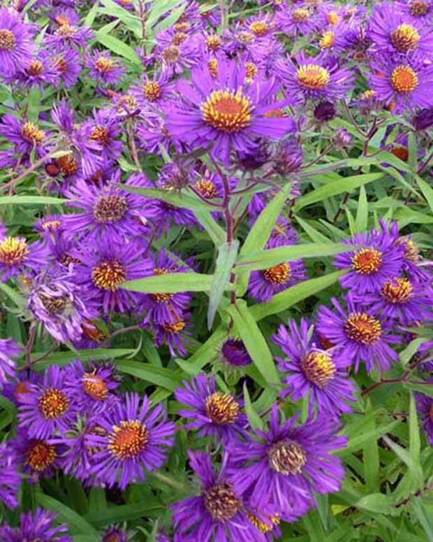3 Asters de Nouvelle-Angleterre Violetta - Fleurs vivaces - Aster novae-angliae Violetta
