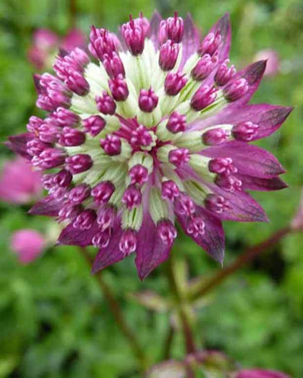 Grande astrance Star of Passion - Fleurs vivaces - Astrantia Star of Passion