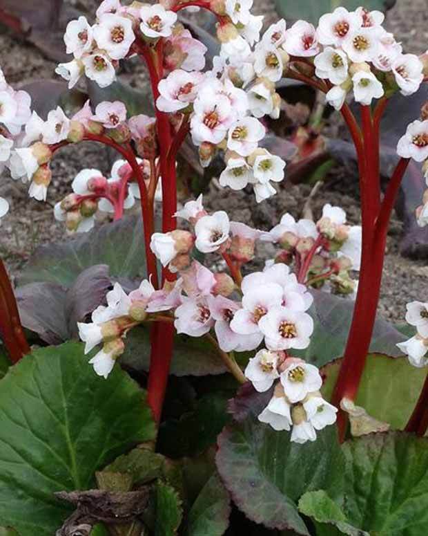 Bergénia Jelle Plante des savetiers - jardins - Begonia BELLECONIA™ SNOW ( BELLECONIA™ series )