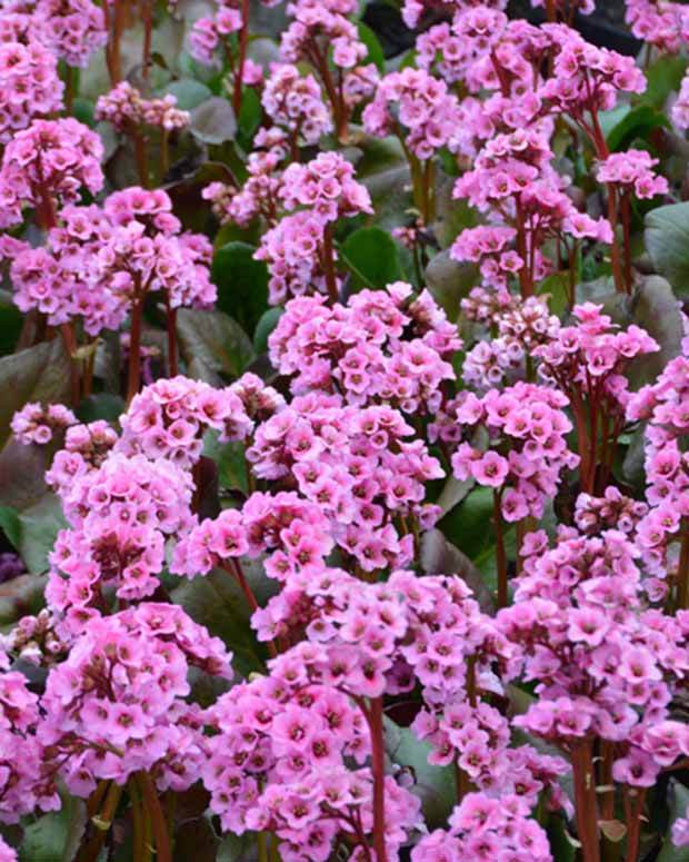 Bergénia Spring Fling Plante des savetiers Spring Fling - Fleurs vivaces - Bergenia Spring Fling
