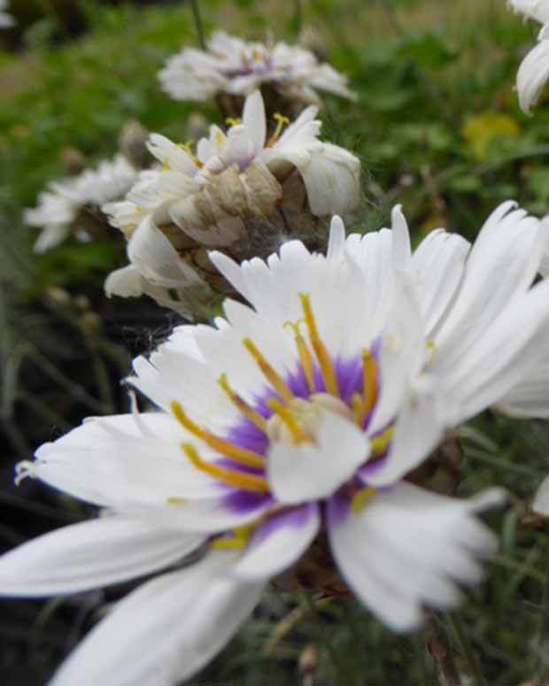 Catananche blanche - Fleurs vivaces - CATANANCHE CAERULEA ALBA