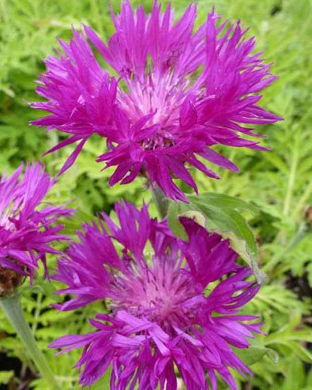 Centaurée de Perse Steenbergii - Fleurs vivaces - Centaurea dealbata Steenbergii