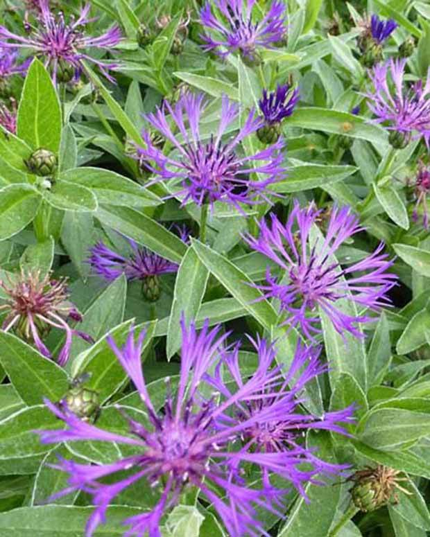 Centaurée des montagnes Violetta - Fleurs vivaces - CENTAUREA MONTANA VIOLETTA