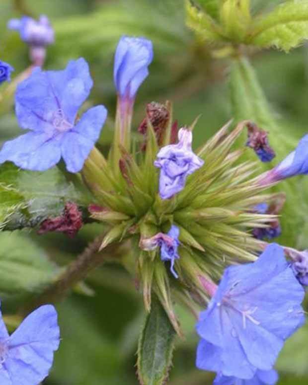 Plumbago de Willmott Forest Blue -Dentelaire arbustive - Fleurs vivaces - Ceratostigma willmottianum Lice FOREST BLUE