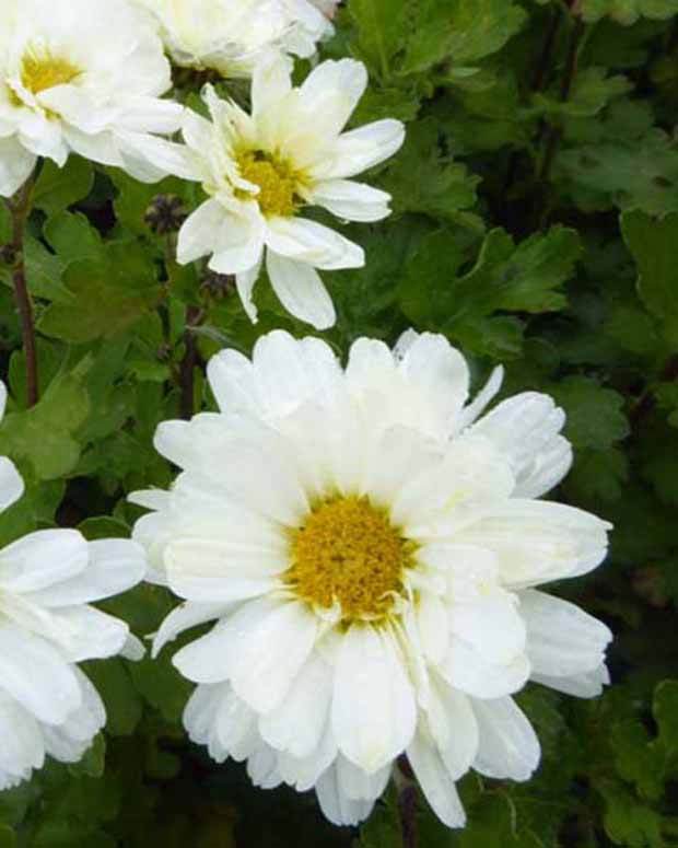 3 Chrysanthèmes des jardins Poesie - Chrysanthèmes vivaces - CHRYSANTHEMUM INDICUM POESIE
