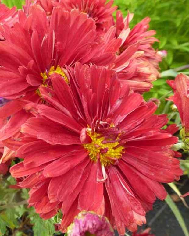 Chrysanthème Duchess of Edinburgh - Chrysanthèmes vivaces - Chrysanthemum Duchess of Edinburgh