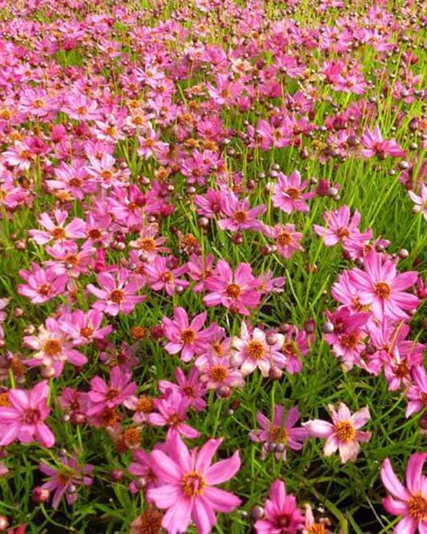 Coréopsis Limerock Passion - Fleurs vivaces - Coreopsis Limerock Passion