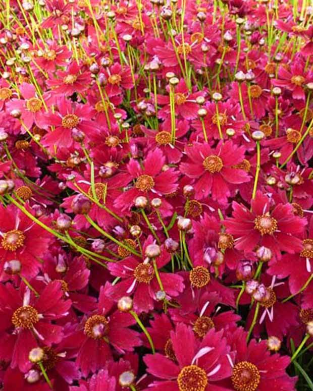 Coreopsis Limerock Ruby - Fleurs vivaces - Coreopsis Limerock Ruby