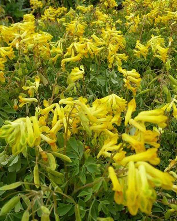 Corydale jaune Fumeterre jaune - jardins - Pseudofumaria lutea