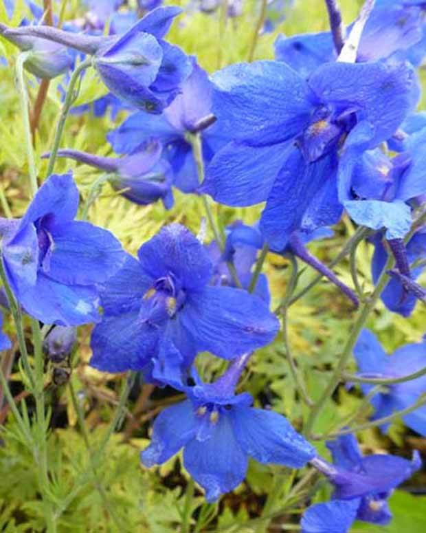 3 Dauphinelles à grandes fleurs Blauer Zwerg - Fleurs vivaces - Delphinium grandiflorum Blauer Zwerg